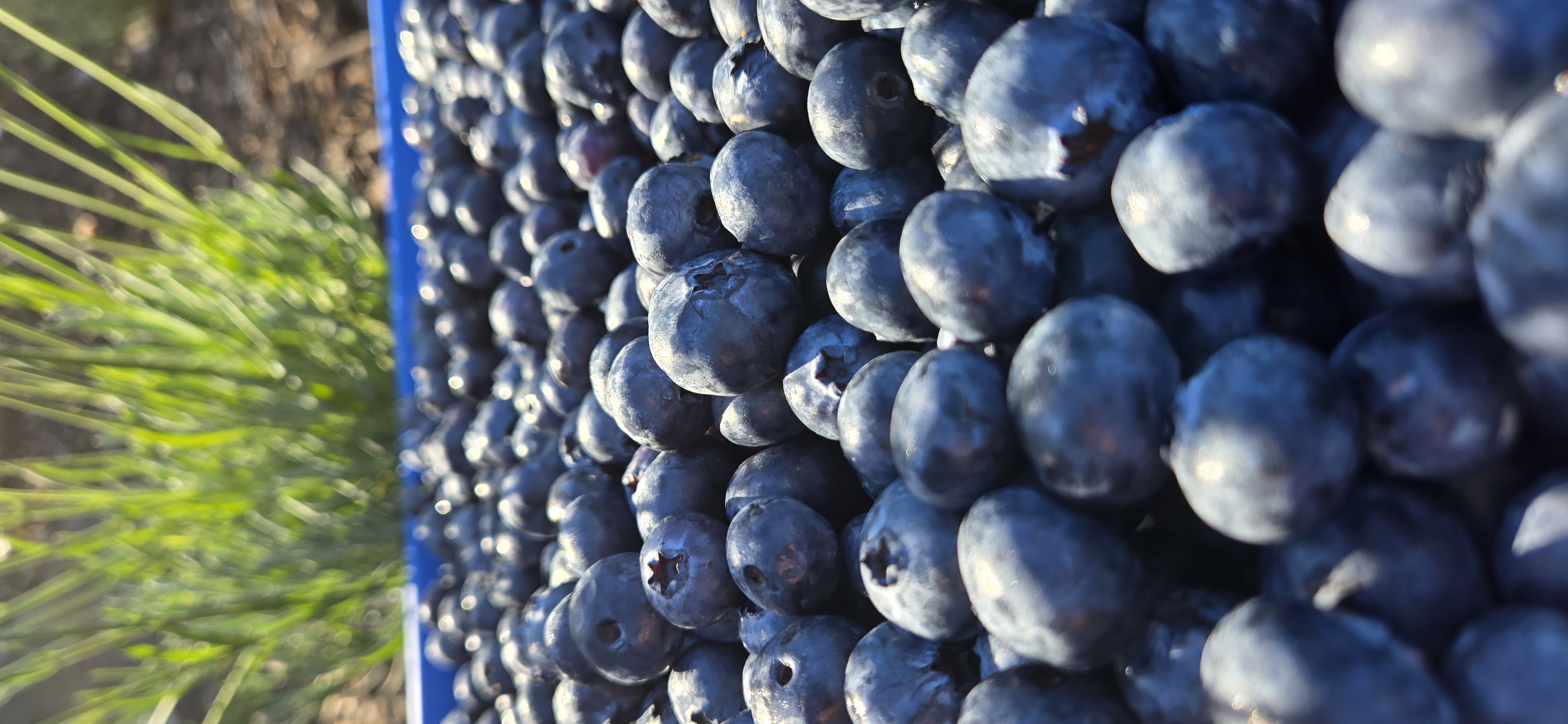 Elliott Blueberries