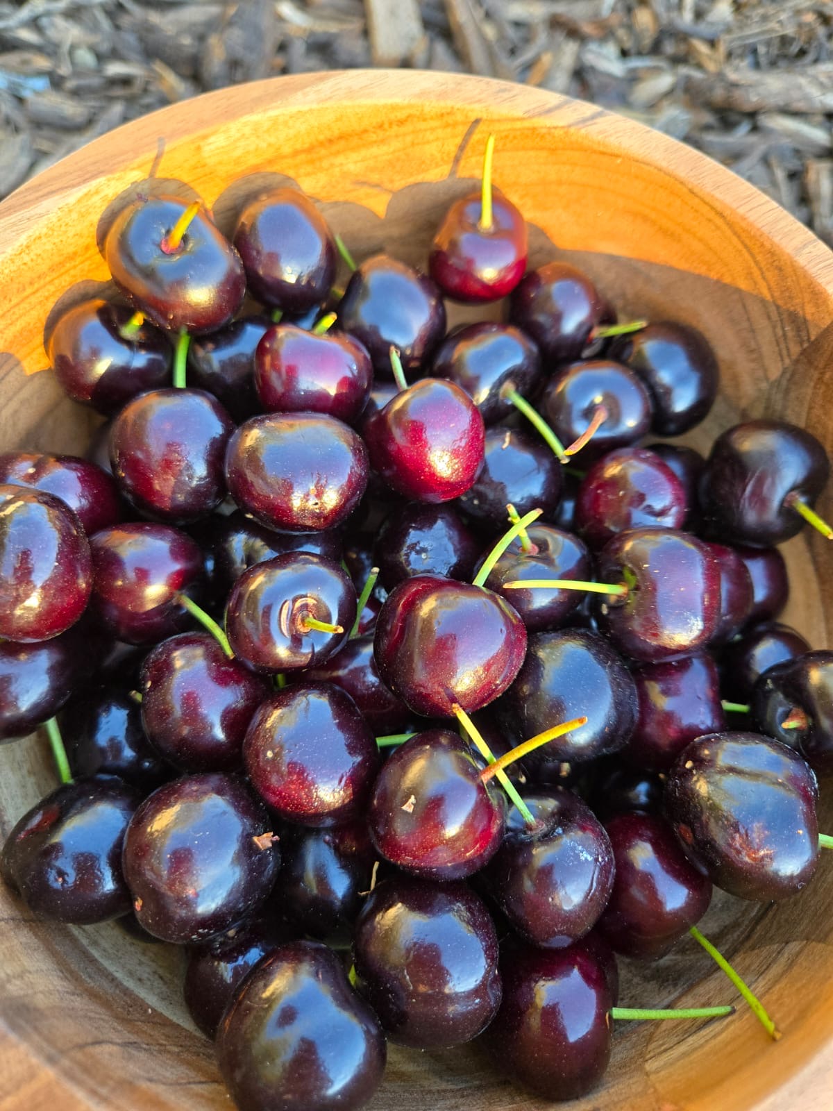 Bing Cherries