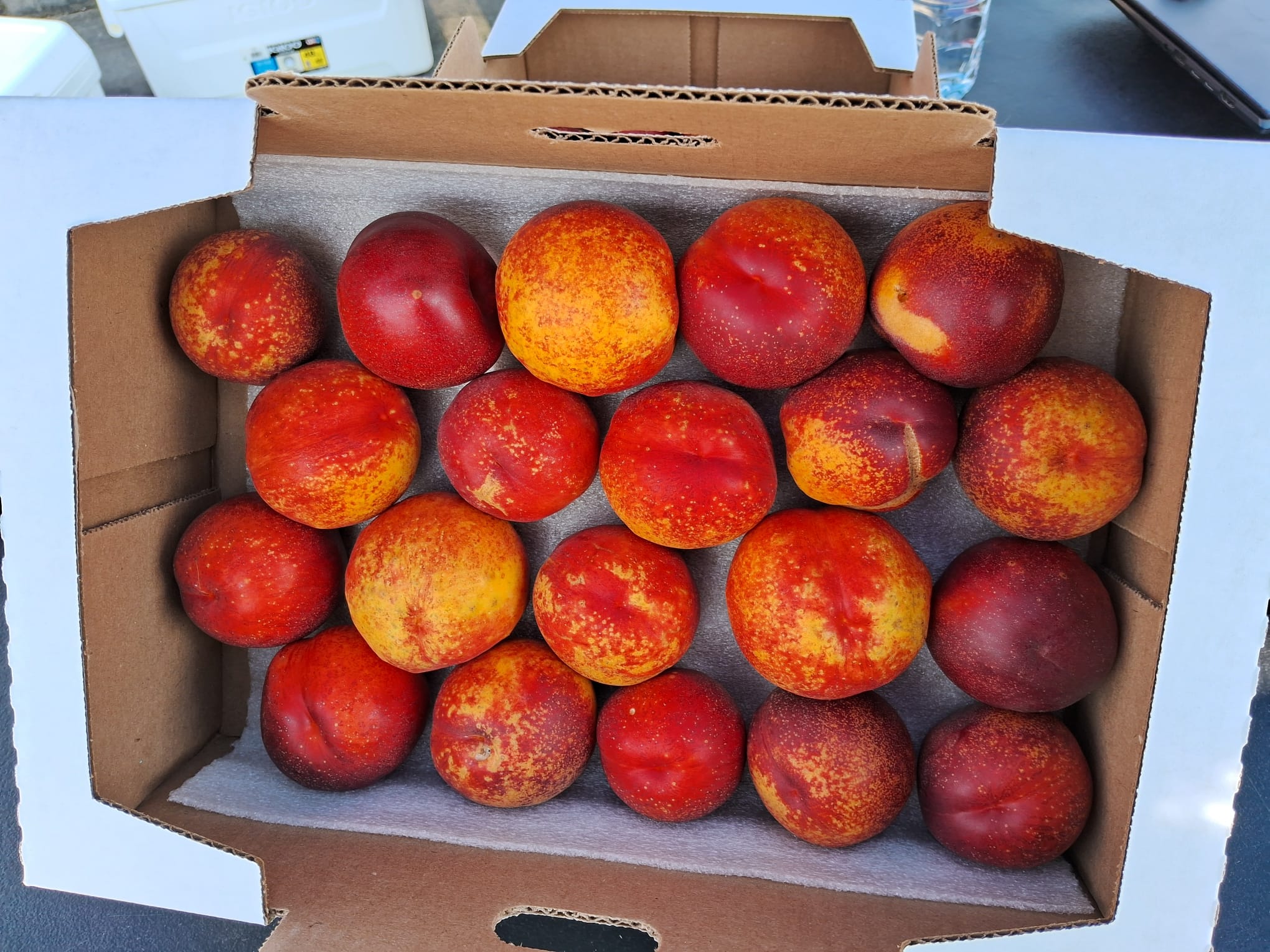 Nectarines